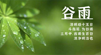 【二十四節(jié)氣灸】谷雨時(shí)節(jié)，用艾為您的健康加上一道保險(xiǎn)！