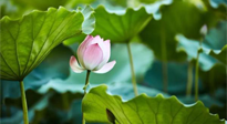 【三伏天養(yǎng)生】三伏天養(yǎng)生有六大禁忌，你知道嗎？記得分享給家人知道！