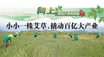 【行業(yè)資訊】向上，特色產(chǎn)業(yè)看河南：南陽艾區(qū)域品牌正在叫響！