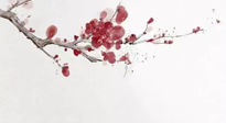 【冬日數(shù)九】2024年開(kāi)始數(shù)九，收藏好時(shí)間表，帶你了解什么是冬九九！
