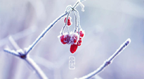 【小寒節(jié)氣】時(shí)處二三九，臘月梅花開(kāi)！