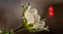 【二十四節(jié)氣灸】雨水節(jié)氣，扶陽、祛濕、調(diào)氣血，才是養(yǎng)生重點(diǎn)！艾灸，橫掃濕寒！