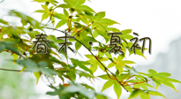 【艾灸養(yǎng)生】春末夏初：上熱下寒癥狀，補不如疏通淤堵，試試艾灸吧！