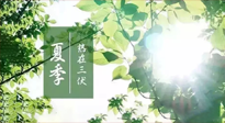 【艾灸三伏天】今年三伏不一般，仙草小助理建議大家早作準(zhǔn)備哦！