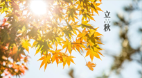 【節(jié)氣飲食】立秋將至，吃最合適的飲食，平穩(wěn)度過季節(jié)交替！